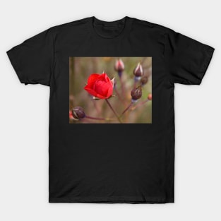 Red Rose Bud T-Shirt